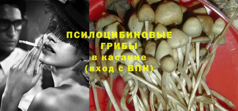 нарко площадка телеграм  даркнет сайт  Тайга  Псилоцибиновые грибы Psilocybe 